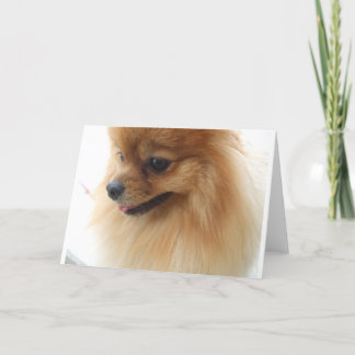 Pomeranian Lover Kaart