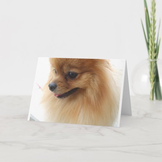 Pomeranian Lover Kaart (Voorkant)