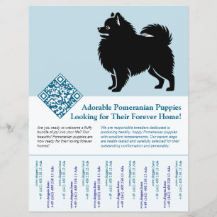 Pomeranian Puppies Beschikbaar Nu blauw Flyer