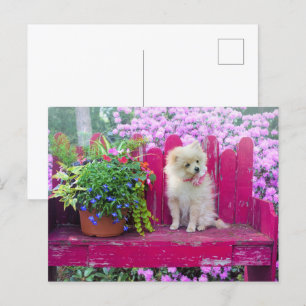 Pomeranian Puppy Dog Cottage Garden Scene Briefkaart