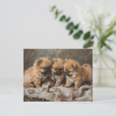 Pomeranian Puppy Trio Briefkaart (Staand voorkant)
