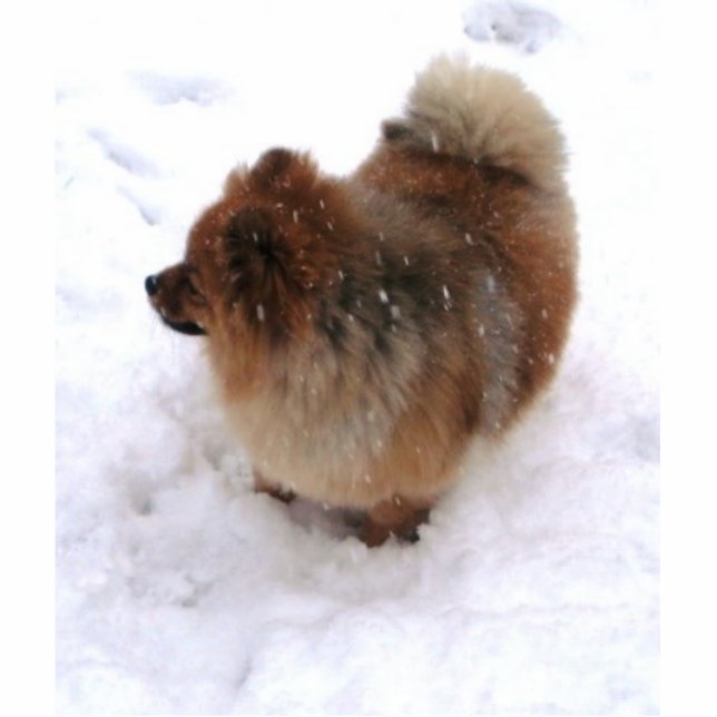 POMERANIAN SCULPTURE MAGNET FOTOBEELDJE MAGNEET (Voorkant)