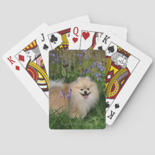 Pomeranian Staand Kijkend naar Camera Pokerkaarten