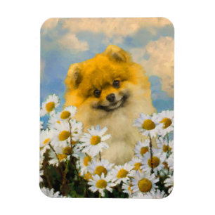Pomeranian tussen Madeliefjes Schilderij - Origine Magneet