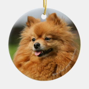 Pomeranian Watching Keramisch Ornament
