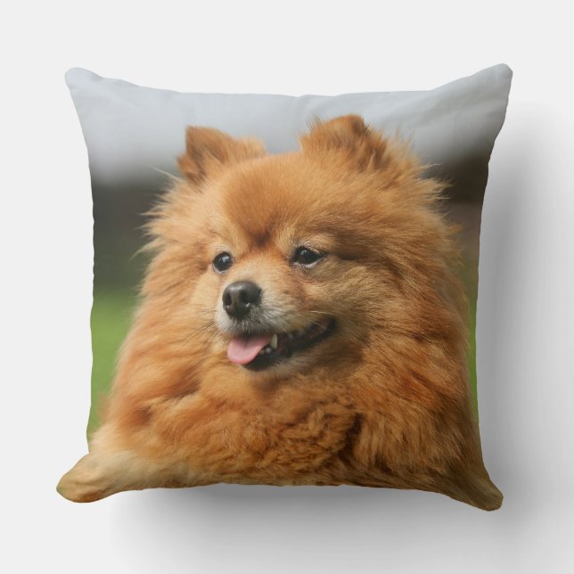 Pomeranian Watching Kussen (Voorkant)