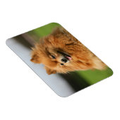 Pomeranian Watching Magneet (Rechterzijde)