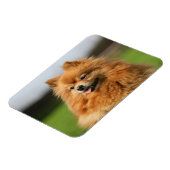 Pomeranian Watching Magneet (Linkerzijde)