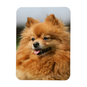Pomeranian Watching Magneet