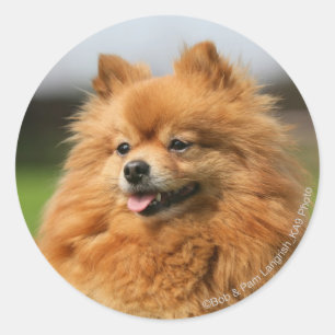 Pomeranian Watching Ronde Sticker