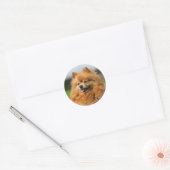 Pomeranian Watching Ronde Sticker (Envelop)