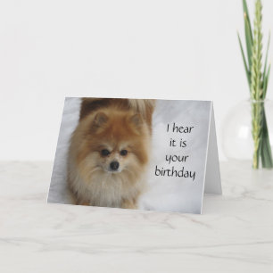 POMERANIAN ZEGT NIET **40 ** ELK JAAR VIEREN KAART