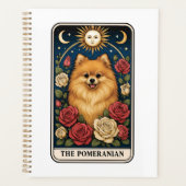 Poméranien (Devant)