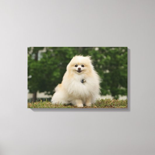 Pomeraning-vergadering Canvas Afdruk (Voorkant)