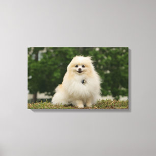 Pomeraning-vergadering Canvas Afdruk