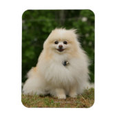 Pomeraning-vergadering Magneet (Verticaal)