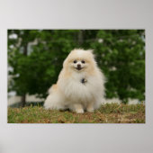 Pomeraning-vergadering Poster (Voorkant)