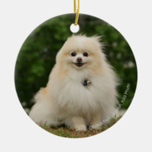 Pomeraningsvergadering Keramisch Ornament