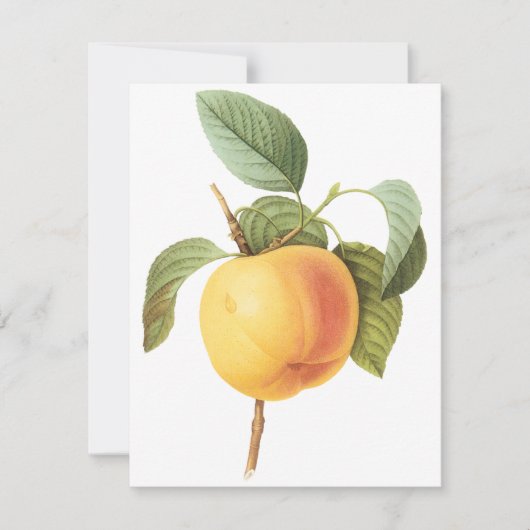 Pomme Calville par Pierre Redoute Invitation (Devant)