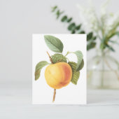 Pomme Calville par Pierre Redoute Invitation (Debout devant)