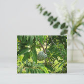 Pomme Cannelle - Martinique, FWI Briefkaart (Staand voorkant)