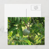 Pomme Cannelle - Martinique, FWI Briefkaart (Voorkant / Achterkant)