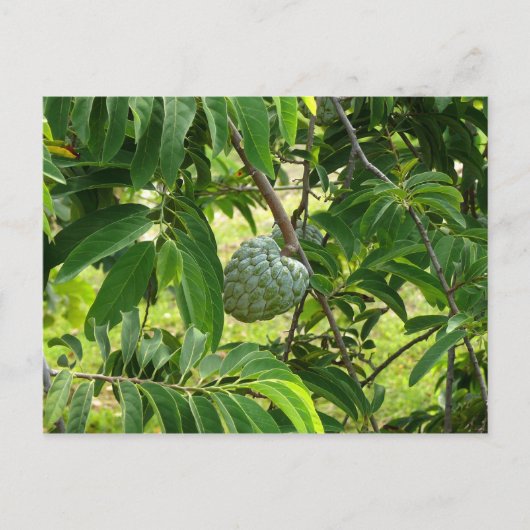 Pomme Cannelle - Martinique, FWI Briefkaart (Voorkant)