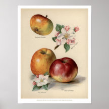 Pomme - Poster de fruits Vintages