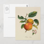Pomme Princesse briefkaart (Voorkant / Achterkant)