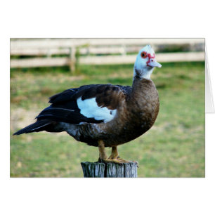 Pomme sur la clôture