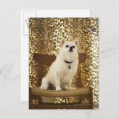 Pommeren Briefkaart (Voorkant / Achterkant)