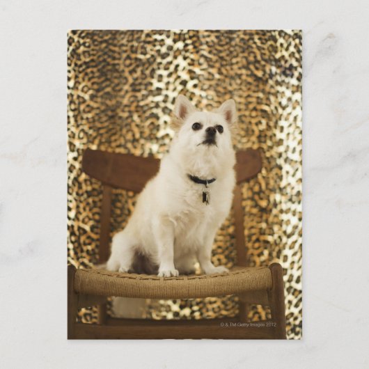 Pommeren Briefkaart (Voorkant)