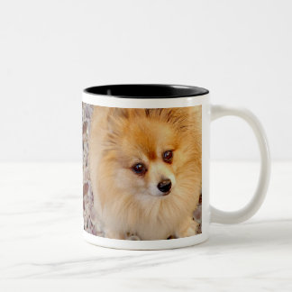 Pommeren Dog Coffee-Mok Tweekleurige Koffiemok