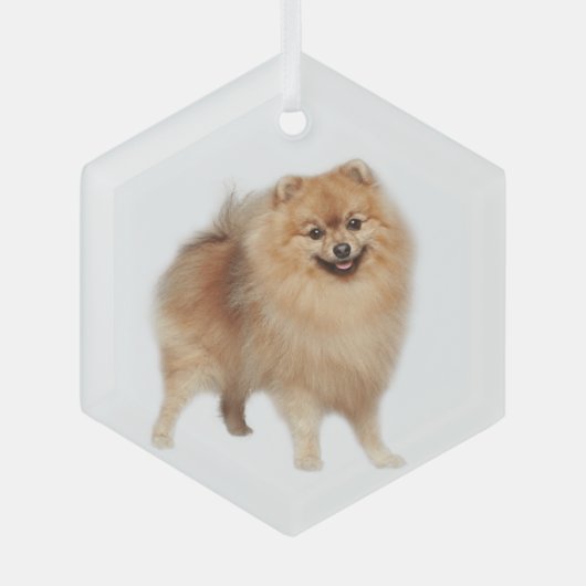 Pommeren Dog Pet Animal Glass Ornament (Voorkant)