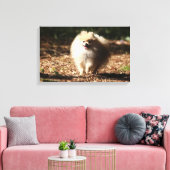 Pommeren draaien in de Gestorven bladeren Canvas Afdruk (Insitu (Woonkamer))