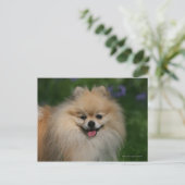 Pommeren glimlachen briefkaart (Staand voorkant)