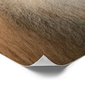 Pommeren glimlachen poster (Hoek)