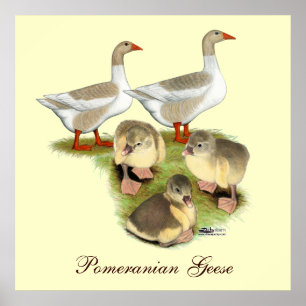 Pommeren Goose Family Poster
