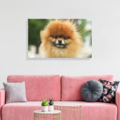 Pommeren Hoofdfoto's met camera's Canvas Afdruk (Insitu (Woonkamer))