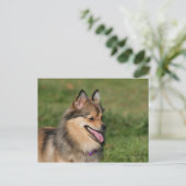 Pommeren hoofdschot pannen briefkaart (Staand voorkant)