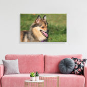 Pommeren hoofdschot pannen canvas afdruk (Insitu (Woonkamer))