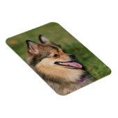 Pommeren hoofdschot pannen magneet (Rechterzijde)