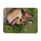 Pommeren hoofdschot pannen magneet (Horizontaal)