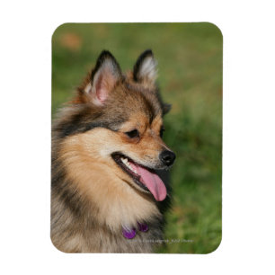 Pommeren hoofdschot pannen magneet