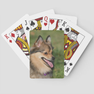 Pommeren hoofdschot pannen pokerkaarten