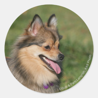 Pommeren hoofdschot pannen ronde sticker
