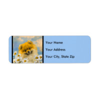 Pommeren in Daisies schilderen - Oorspronkelijke h