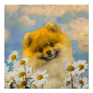 Pommeren in Daisies schilderen - Oorspronkelijke h Perfect Poster