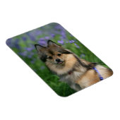 Pommeren in de Gras Magneet (Rechterzijde)