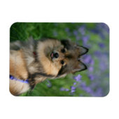 Pommeren in de Gras Magneet (Horizontaal)